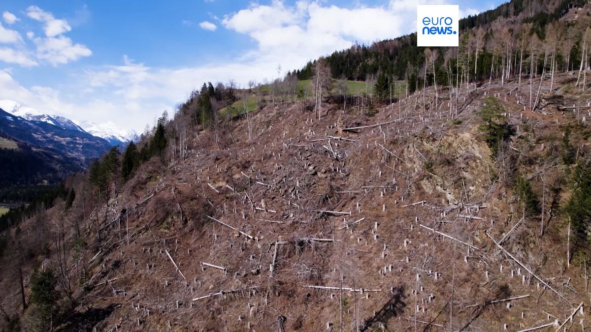 I danni causati dal bostrico in Austria.